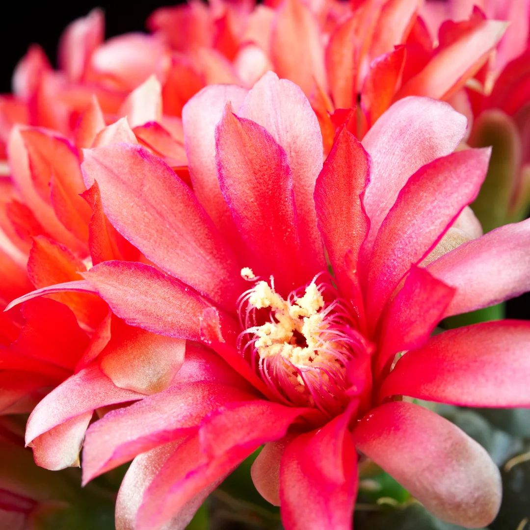 Cactus Flower