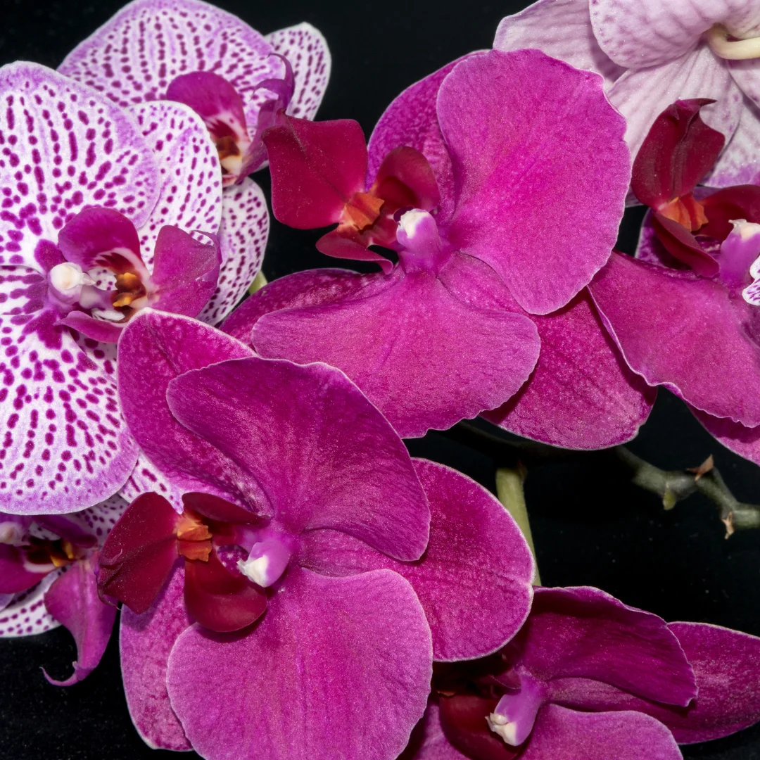 Purple Orchid